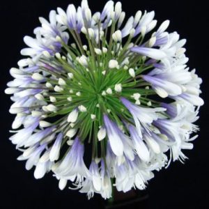 Agapanthus orientalis Queen ® Mum