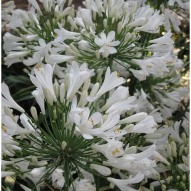 Lily-of-the-Nile-Snow-Ripple.jpg