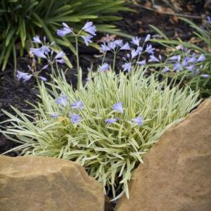 Agapanthus orientalis ‘Golden Drop’
