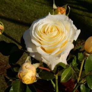 Limelight Grandirosa