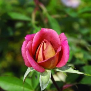 Little Awesome Beauty