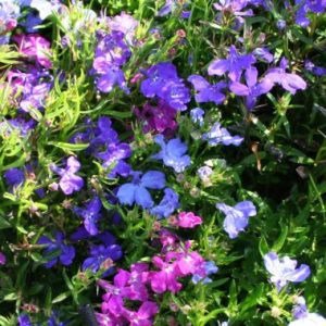 Lobelia 'Malanseuns Cascade Mixed'