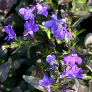 Lobelia 'Malanseuns Midnight'