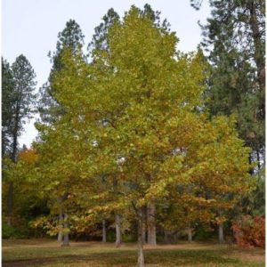 Platanus x acerifolia