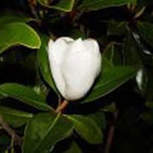 Magnolia grandiflora ‘Little Gem’