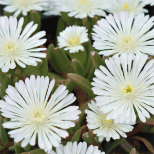 Delosperma Wheels of Wonder White Wonder