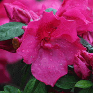 Rhododendron ‘Nuccio’s Carnival’ ®