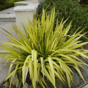 Phormium 'Yellow Wave'