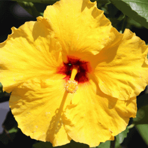 Hibiscus Athenacus