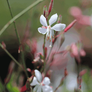Gaura lindheimeri Flamingo Snow