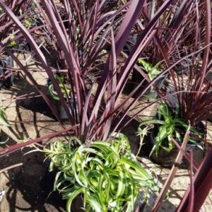 Malanseuns Grass Mix