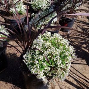 Malanseuns Perennial Mix 9