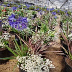 Malanseuns Perennial Mix 3