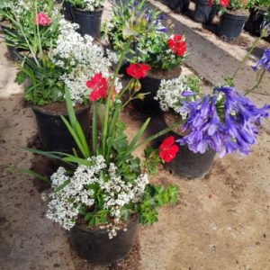 Malanseuns Perennial Mix 1