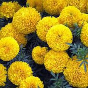 Marigold ‘Malanseuns Giant Yellow’