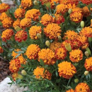 Marigold 'Malanseuns Bicolor'