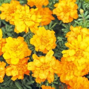 Marigold ‘Malanseuns  Tangerine’