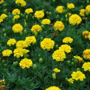 Marigold 'Malanseuns Sunshine Drops'