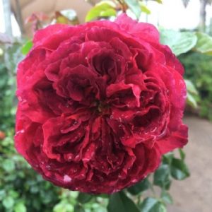 Marsala Grandirosa KORsalamar(P)