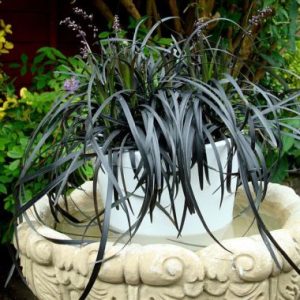 Ophiopogon plan ‘Nigrescens’