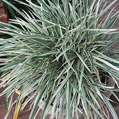 Mondo-Grass-Vitattus.jpg