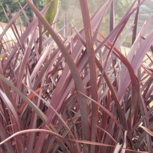 Phormium ‘Sundowner’