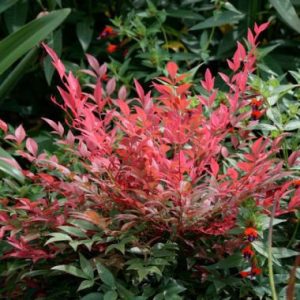 Nandina domestica Obsession