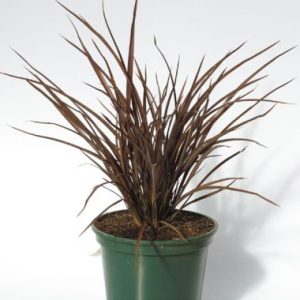 Phormium ‘Amazing Red’