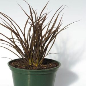 Phormium Chocolate TM