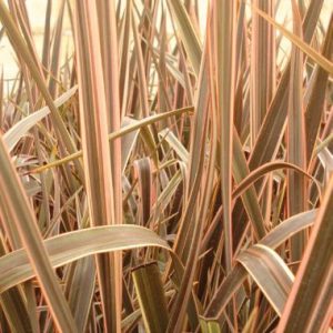 Phormium ‘Gold Ray’