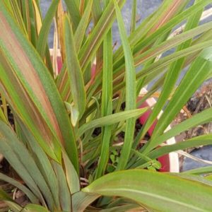 Phormium Parfait