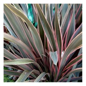 Phormium ‘Pink Stripe’
