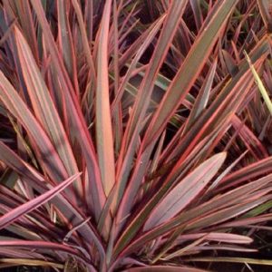 Phormium ‘Rainbow Queen’