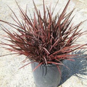 Phormium ‘Rubrum’