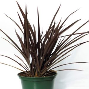 Phormium ‘Shiraz’ ®