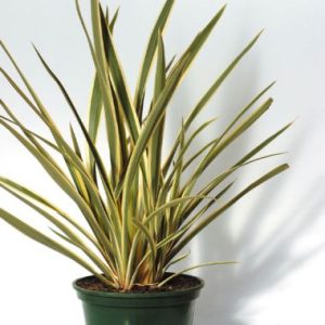 Phormium tenax ‘Variegatum