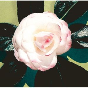 Camellia japonica ‘Nuccio’s Pearl’