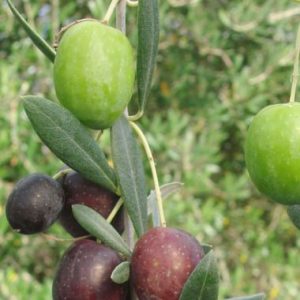 Olive / Olyf 'Anzanillo' (Olea Europaea)