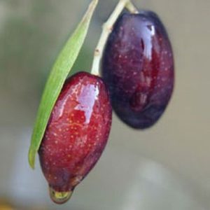 Olive / Olyf 'Mission' (Olea Europaea)