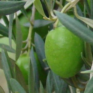 Olive / Olyf 'Spanish Queen' (Olea Europaea)