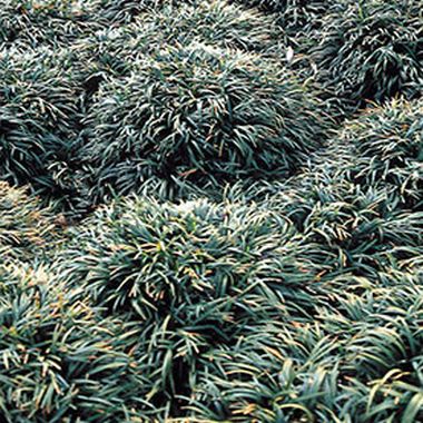 Ophiopogon-japonicus-Mondo-.jpg