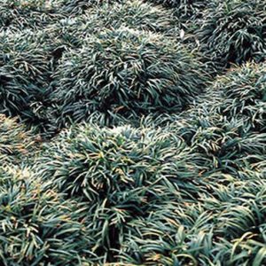 Ophiopogon jap ‘Kyoto’