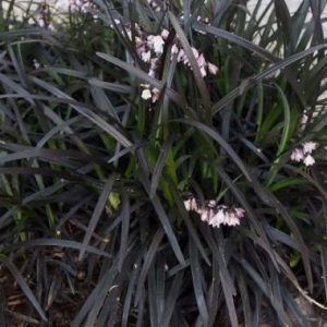 Ophiopogon Planiscapus 'Nigrescens'