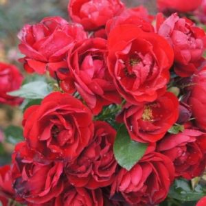 Out of Africa Children KOR051768-15