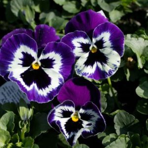 Pansy ‘Giant Purple’