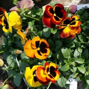 Pansy 'Malanseuns Fire Surprise'