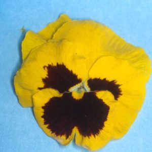 Pansy 'Malanseuns Giant Yellow'