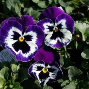 Pansy 'Malanseuns Giant Purple'