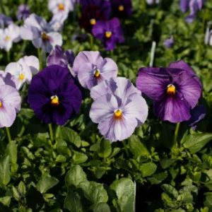 Pansy 'Malanseuns Lavender Shades'