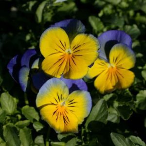Pansy ‘Morpho’